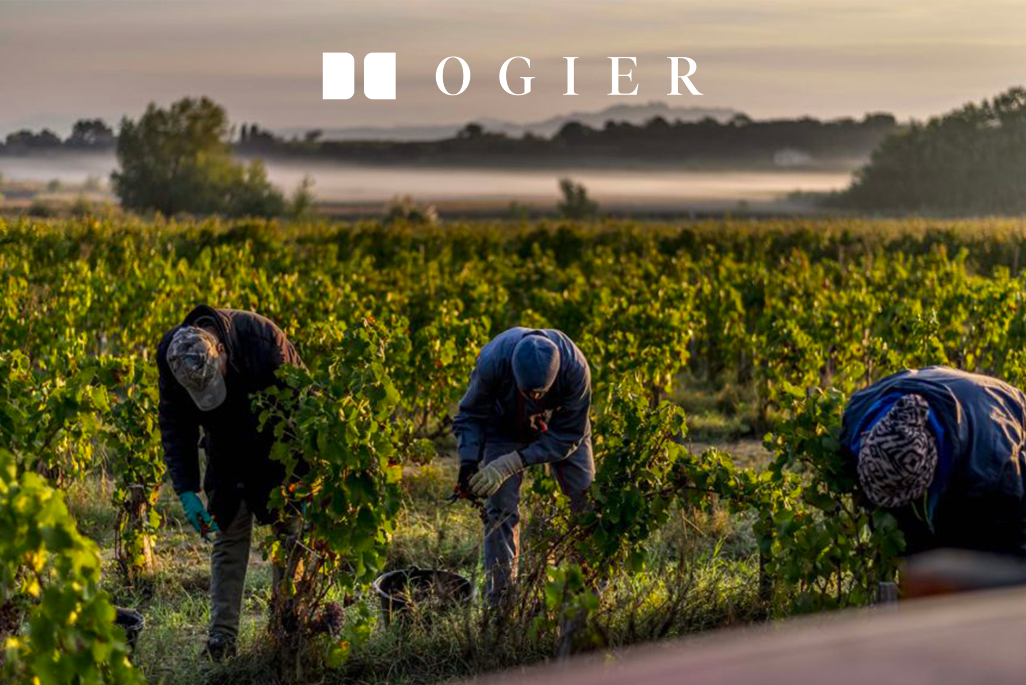 Ogier X Agence Dewey