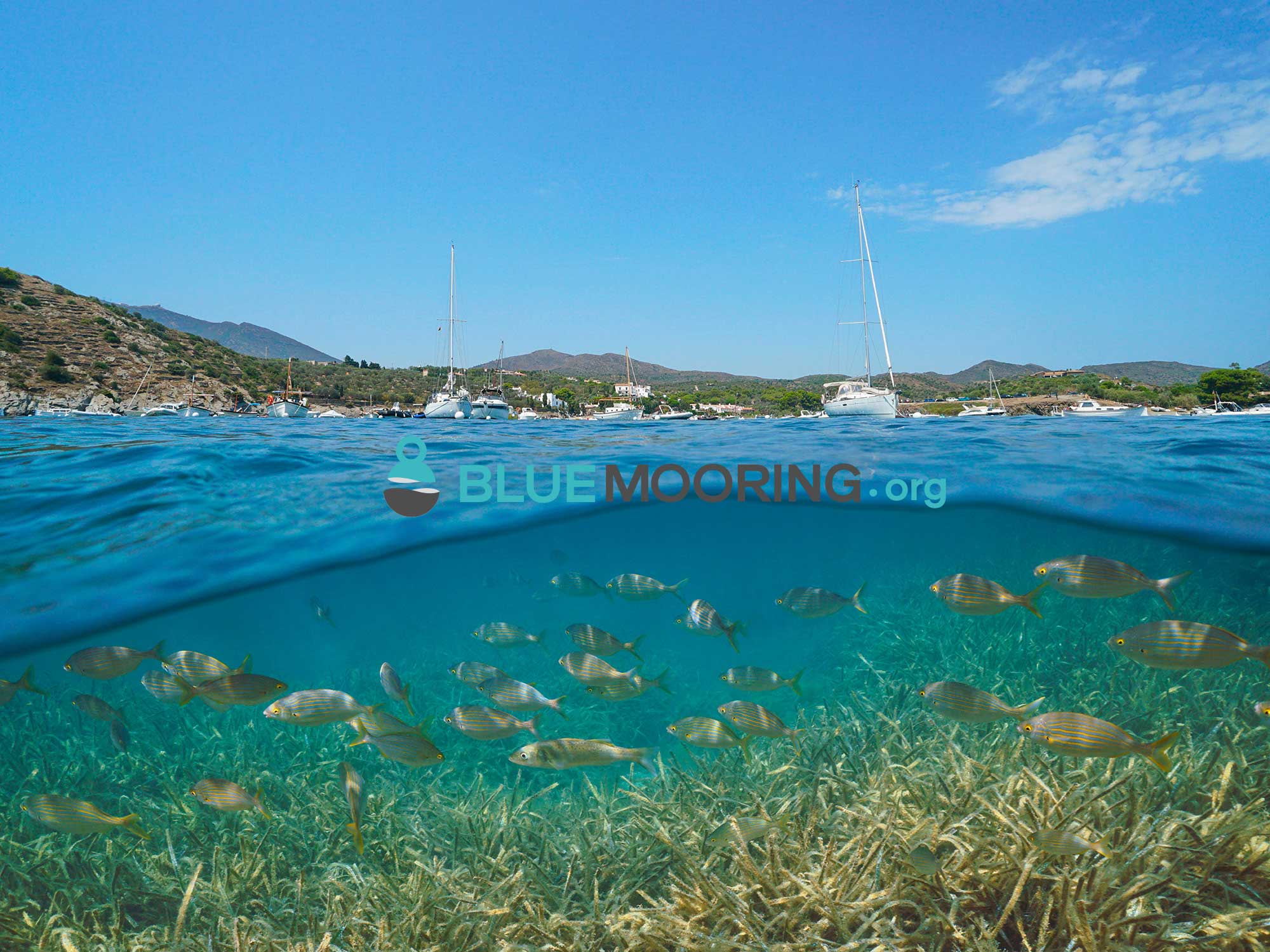 Blue mooring Partenaire Agence Dewey